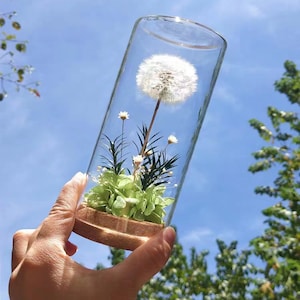 Natural Dandelion Real Dried Flower, Dried Natural Daisy Flowers, Eternal Flower Glass Cover Gift Centerpieces Tabletop Home Decoration