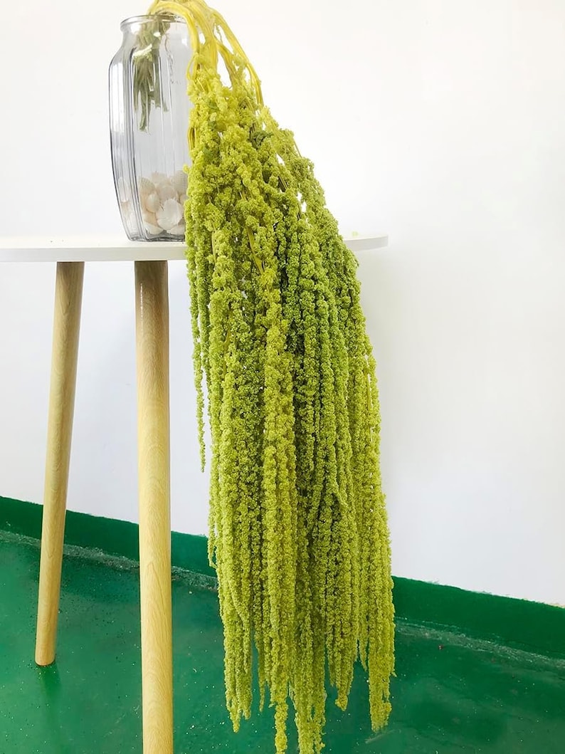 Dried wisteria flowers, Amaranthus Flower, Natural Bleached Amaranthus Hanging Vine Flowers, dried hanging flowers Wedding Home Decor Spring Green