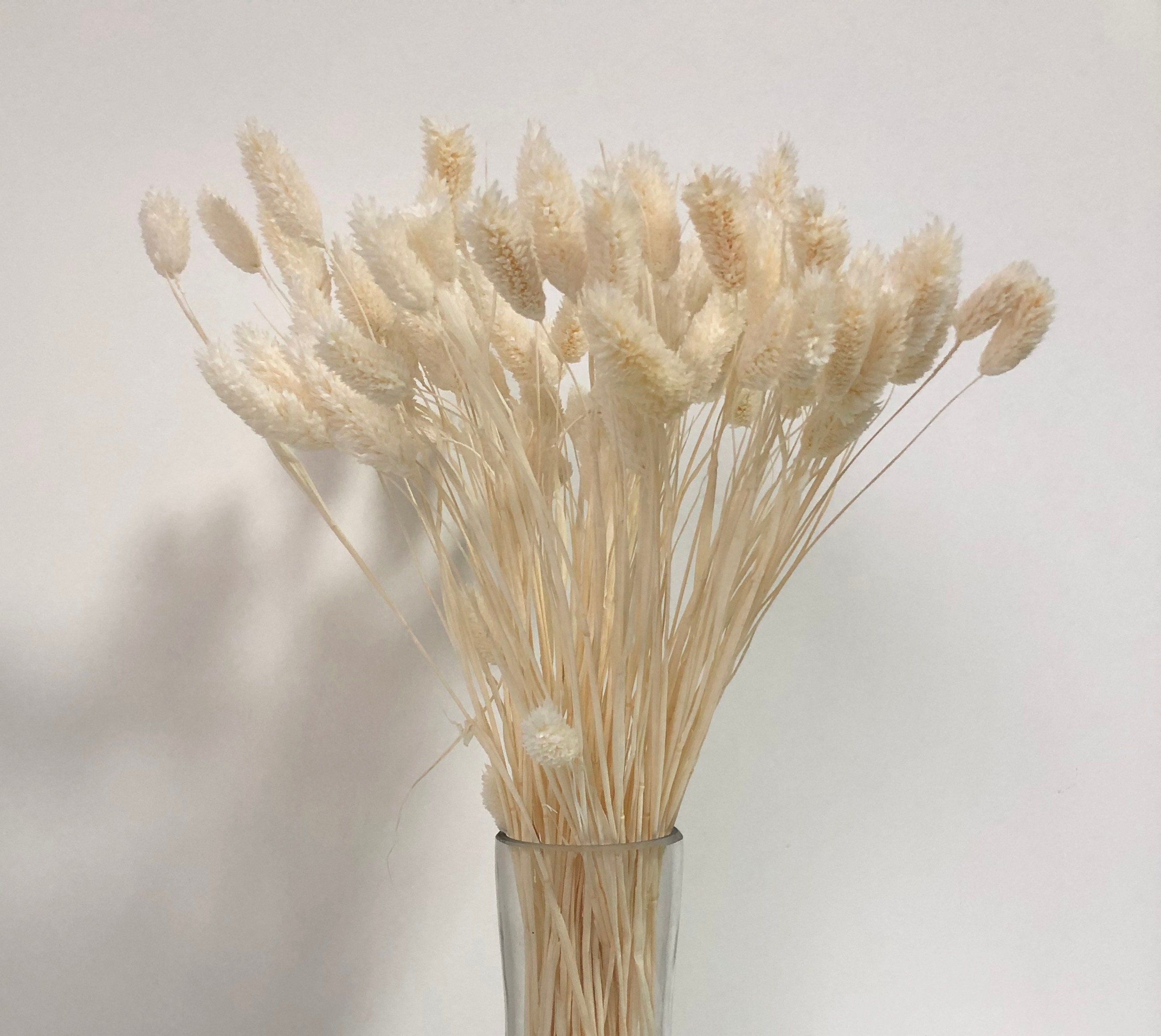 GHY Decor Natural Dried Rabbit Tail Grass Preserved Bunny Tail Etsy