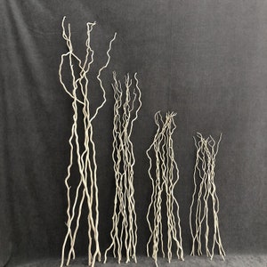 May include: Five different sizes of white curly willow branches arranged in order of size from largest to smallest. The branches are all white and have a natural, rustic look.