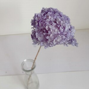 以下が含まれることがあります： 透明なガラスの花瓶に、乾燥したラベンダー色のアジサイが1本挿してあります。アジサイは薄い紫色で、繊細で風通しの良い質感です。
