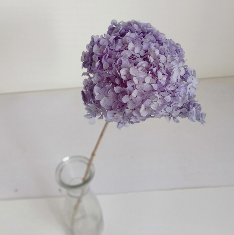 以下が含まれることがあります： 透明なガラスの花瓶に、乾燥したラベンダー色のアジサイが1本挿してあります。アジサイは薄い紫色で、繊細で風通しの良い質感です。