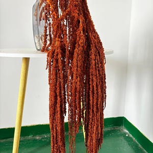 5 pcs green Hanging Amaranthus flower, preserved Amaranthus bunch,dried flower art,hanging flower decor, wedding arch decor,background decor