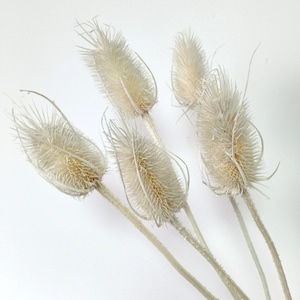 GHY Decor 10 Stems Real Dried Thistle Flowers Black White Color Dried Thistle Bundle Bleached Thistle Flower Bouquets for Boho Home Decor