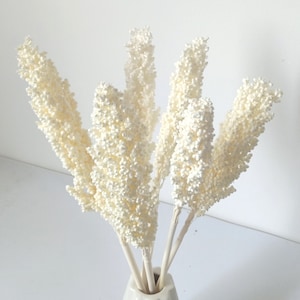 GHY Decor 6 Stems White Sorghum Dried Flower Real Natural Dried Broom Corn for Home Decoration 18 inch