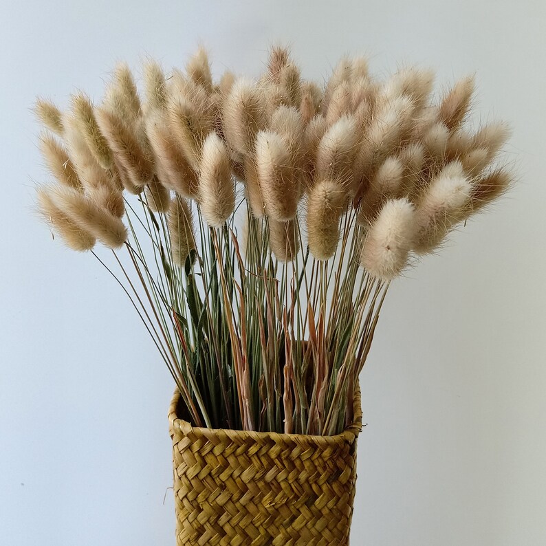 GHY Decor 100 Stems Natural Dried Rabbit Tail Grass White Etsy