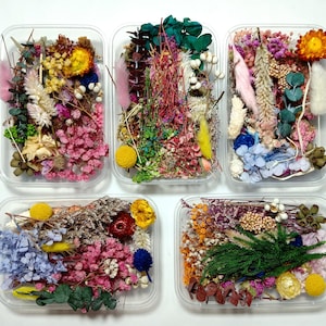 GHY Decor Preserved Flowers in a Box, Long Lasting Real Dried Baby Breath, Natural Pressed Flower for Crafts, Sent by Randomly