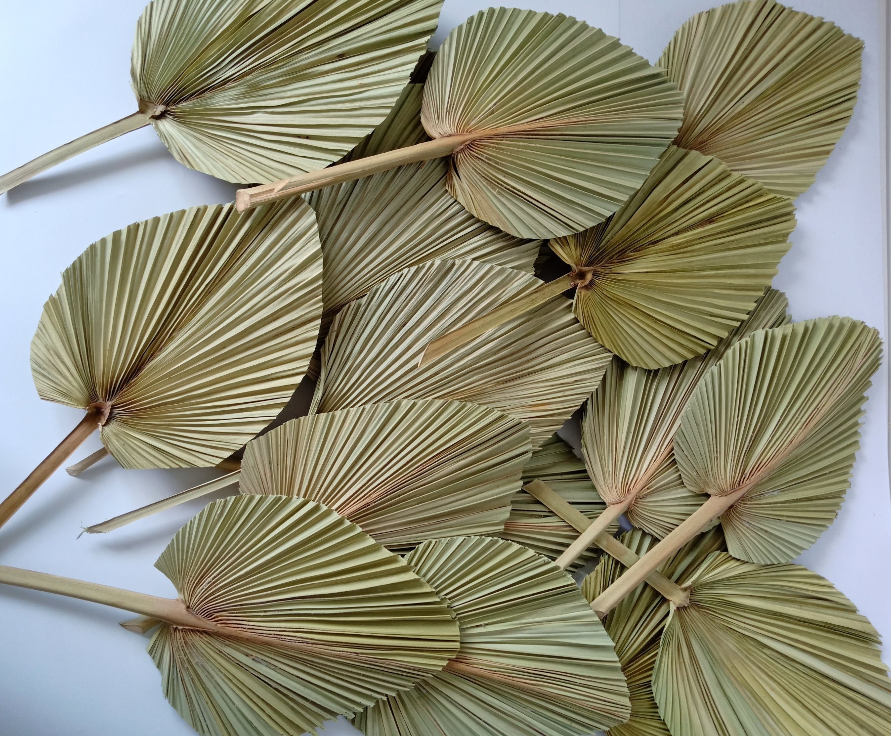 GHY Decor 7 Pieces Tropical Dried Palm Leaves Natural Dried Etsy