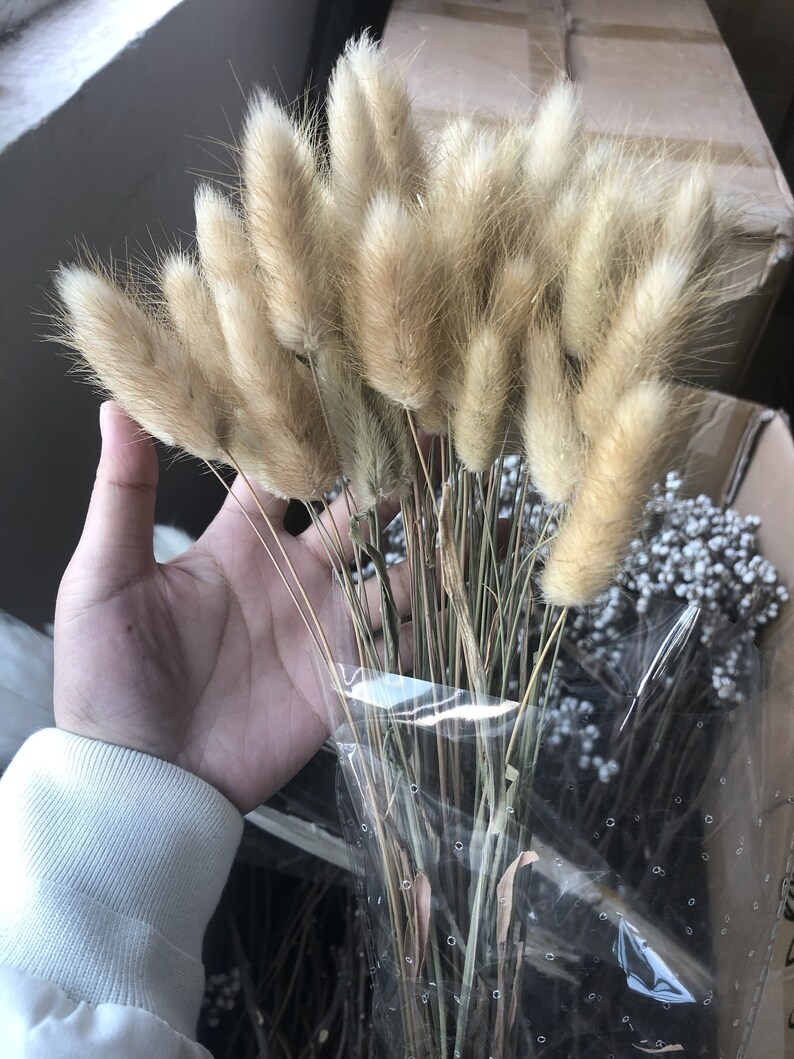 GHY Decor 100 Stems Natural Dried Rabbit Tail Grass White Etsy