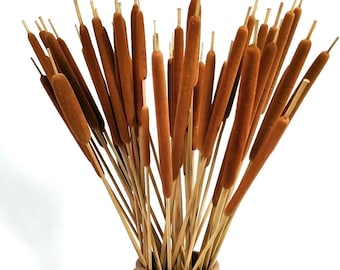 20 Pcs Dried Cattails Floral Stems, 17 Inch Jumbo Cattail Bunch, Natural Pencil Mini Cattails for Rustic Flower Fall Wedding Home Decor