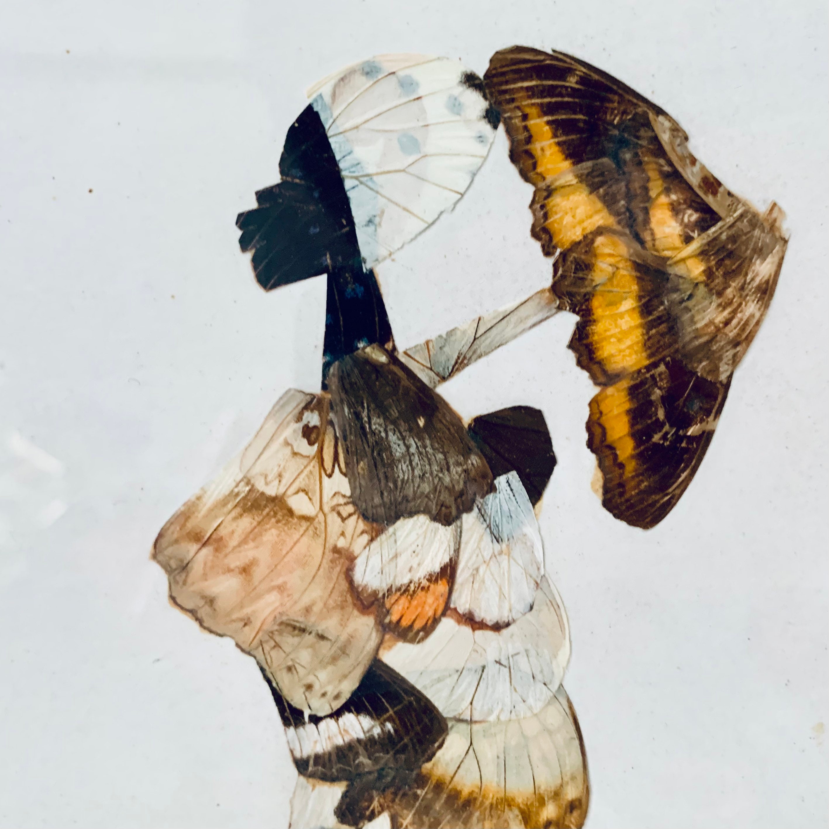 ヴィンテージの蝶の羽のアート | 額入りアフリカ女性のシルエット