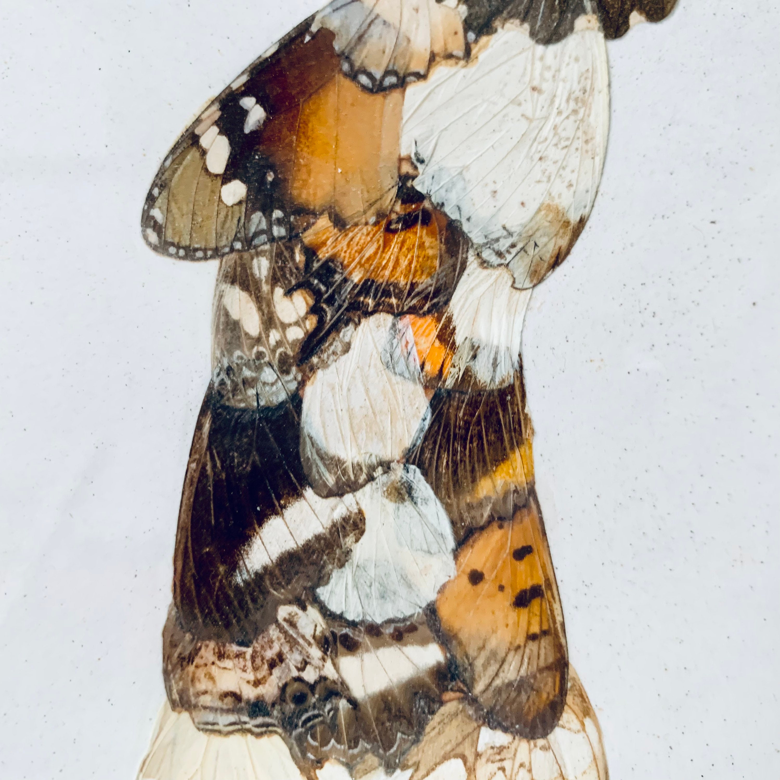 蝶の羽根　羽根絵　額縁付き モルフォ蝶 蝶画 羽根細工 蝶絵画額 - メルカリ