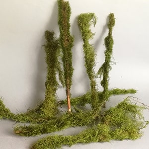 10psc of Moss Branches / Terrarium Decor Twigs / Natural Moss Covered Branches / Natural Floral Craft Supplies / Decorative Christmas Forest