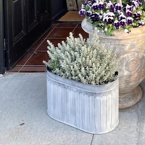 Op de afbeelding: Een ovale plantenbak van gegalvaniseerd metaal met een verweerde witte afwerking en verticale gegroefde details. De plantenbak bevat een dichte, bossige plant met klein, zilvergroen blad dat de binnenruimte van de bak opvult.
