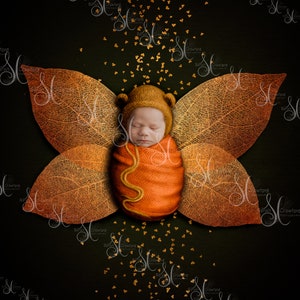 Butterfly newborn digital background and overlay composite