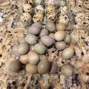 May include: A clear plastic egg carton filled with speckled eggs, alongside a pile of similar eggs. The eggs vary in color, with shades of brown, tan, and grey. The eggs are on a speckled brown and tan surface.