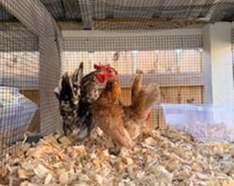 6+ A&B Micro Malaysian Serama