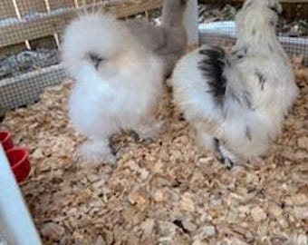 6+ Huevos de gallina sedosa surtidos