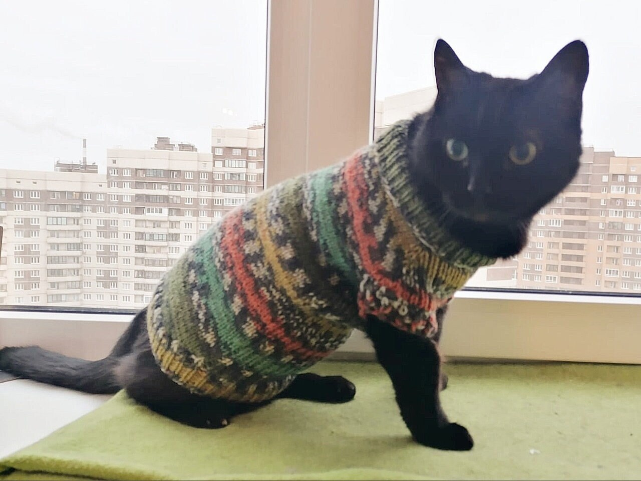 sweater cats