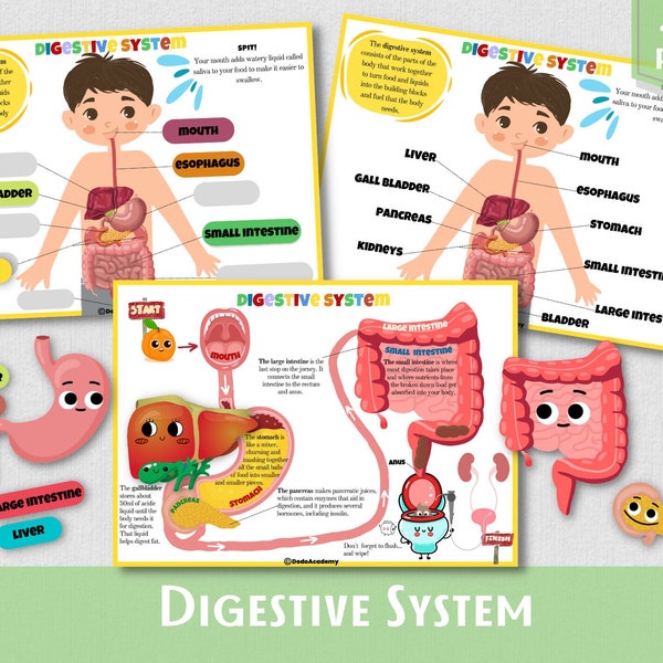Human Digestive System Human Anatomy Busy Book Homeschool Learning Preschool Printable Toddler Activity