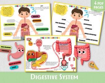 Human Digestive System Human Anatomy Busy Book Homeschool Learning Preschool Printable Toddler Activity