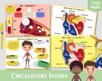Human Anatomy Activity Circulatory System Anatomical Heart Human Body Homeschool Printable Toddler Activities