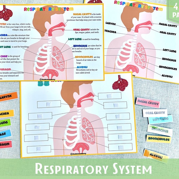 Respiratory System Learning Activity Human Anatomy Busy Book Montessori Material Preschool Curriculum Homeschool Resources