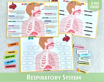 Respiratory System Learning Activity Human Anatomy Busy Book Montessori Material Preschool Curriculum Homeschool Resources