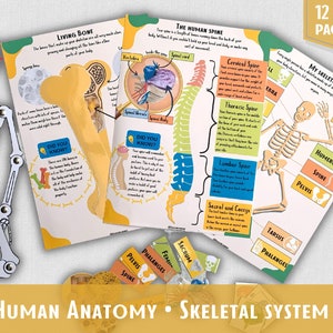 Human Skeleton Busy Book, Skeletal System Anatomy Pack, Printable Montessori Materials, Human Anatomy
