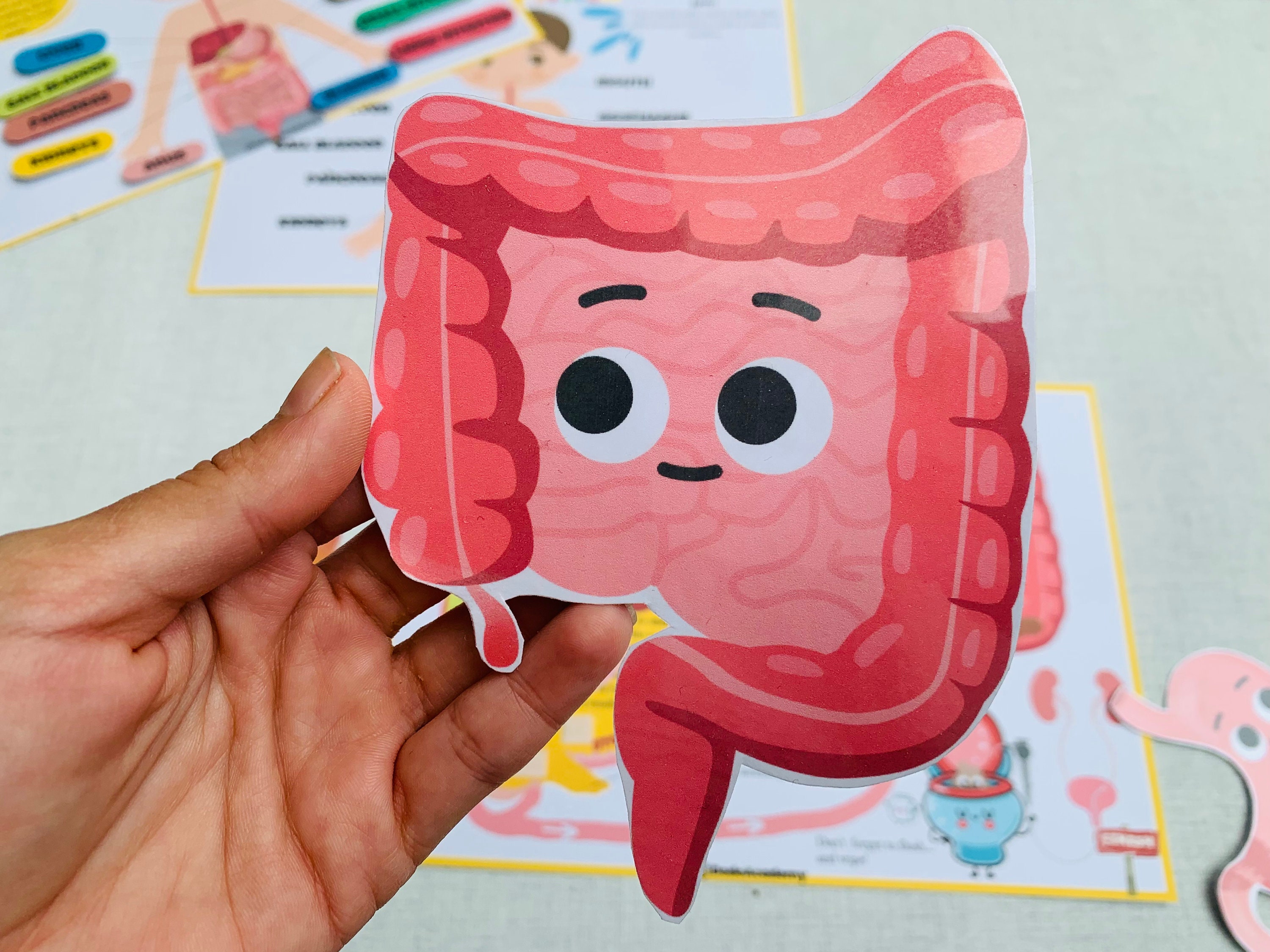Human Digestive System Human Anatomy Busy Book Homeschool Learning ...