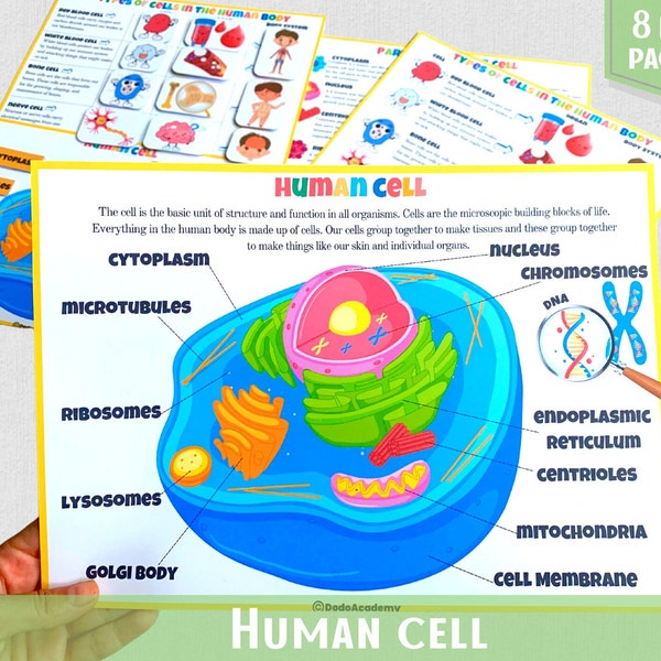 Human Anatomy Busy Book Human Cell Body Parts Printable Montessori Material Learning Activity