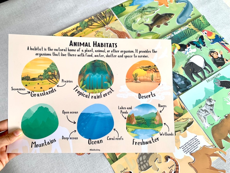 Animal Habitats Matching Game Geography Sorting Activity Etsy