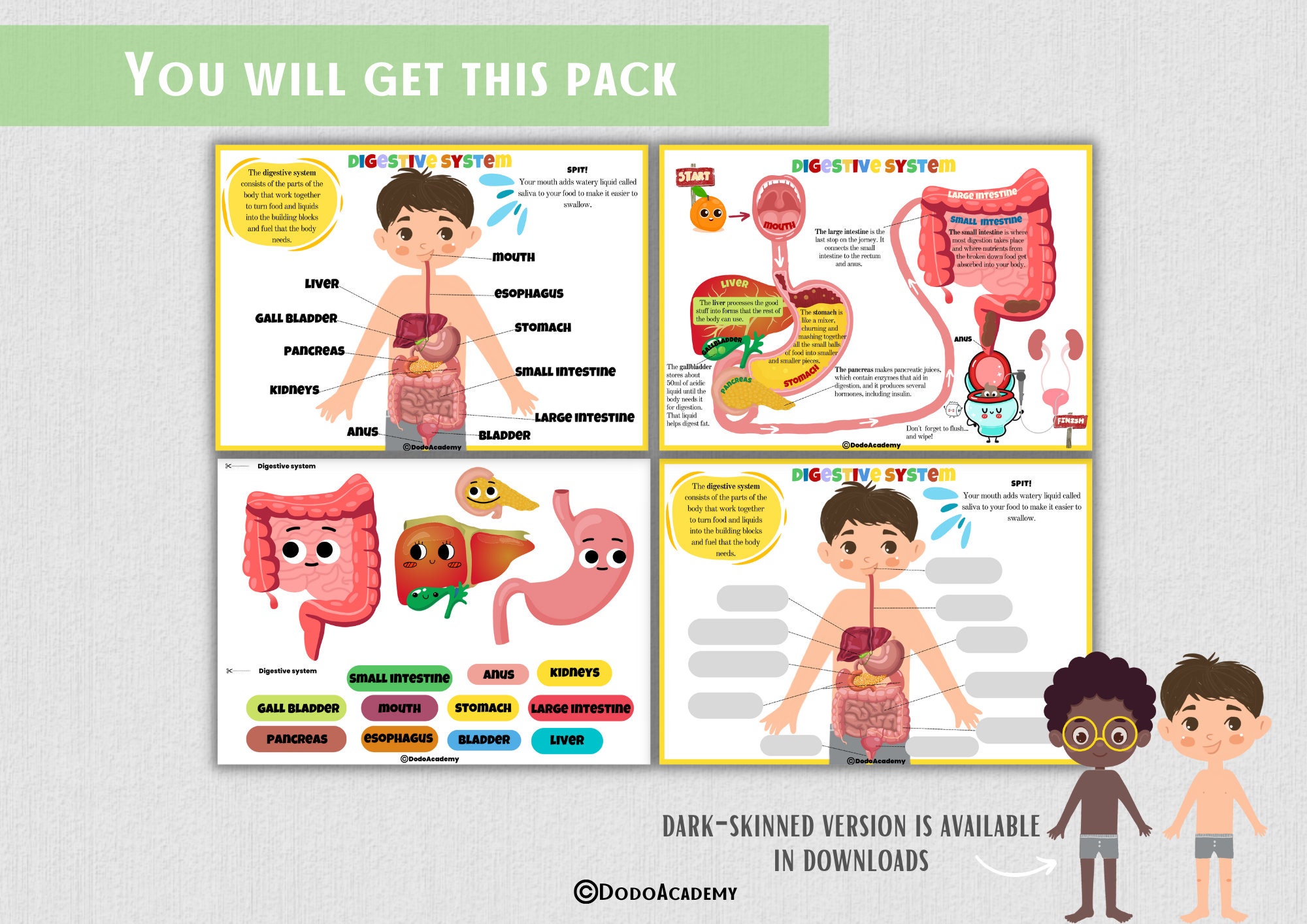 Human Digestive System Human Anatomy Busy Book Homeschool Learning ...