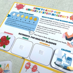 Urinary System Learning Activity Human Anatomy Busy Book Montessori ...