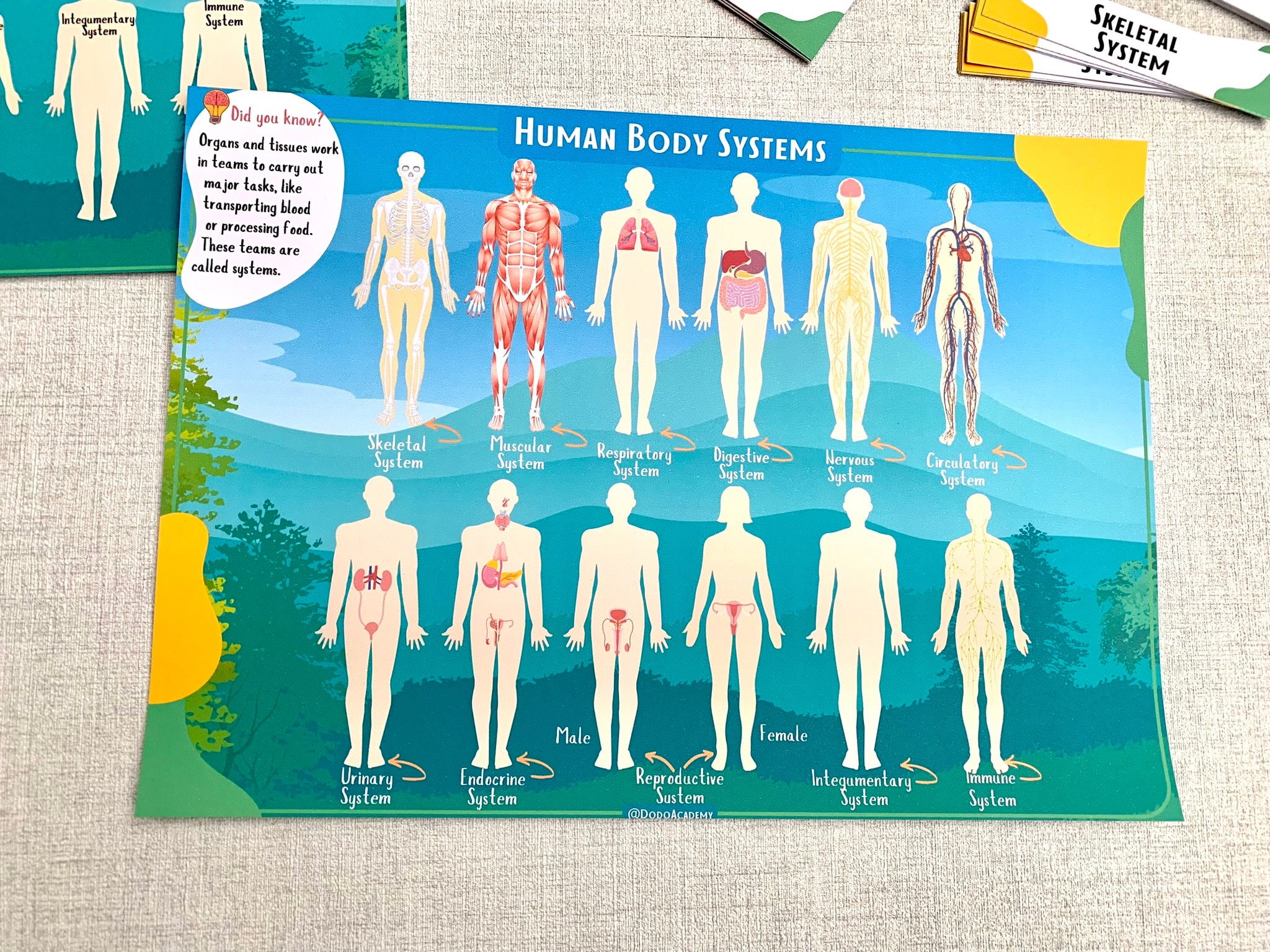 Human Anatomy Busy Book: Body Systems Montessori Printable (PDF) - Etsy
