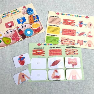 Muscular System Learning Activity Human Anatomy Busy Book Montessori ...
