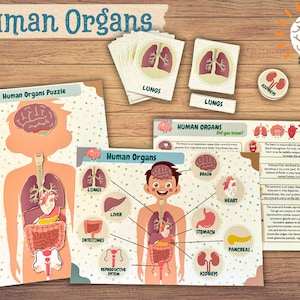 Human Organs Learning Activity with Flashcards and Body Facts Montessori Materials Printable Biology for Kids