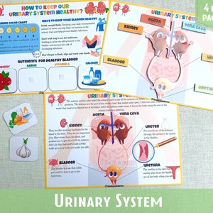 Urinary System Learning Activity Human Anatomy Busy Book Montessori Material Preschool Curriculum Homeschool Resources