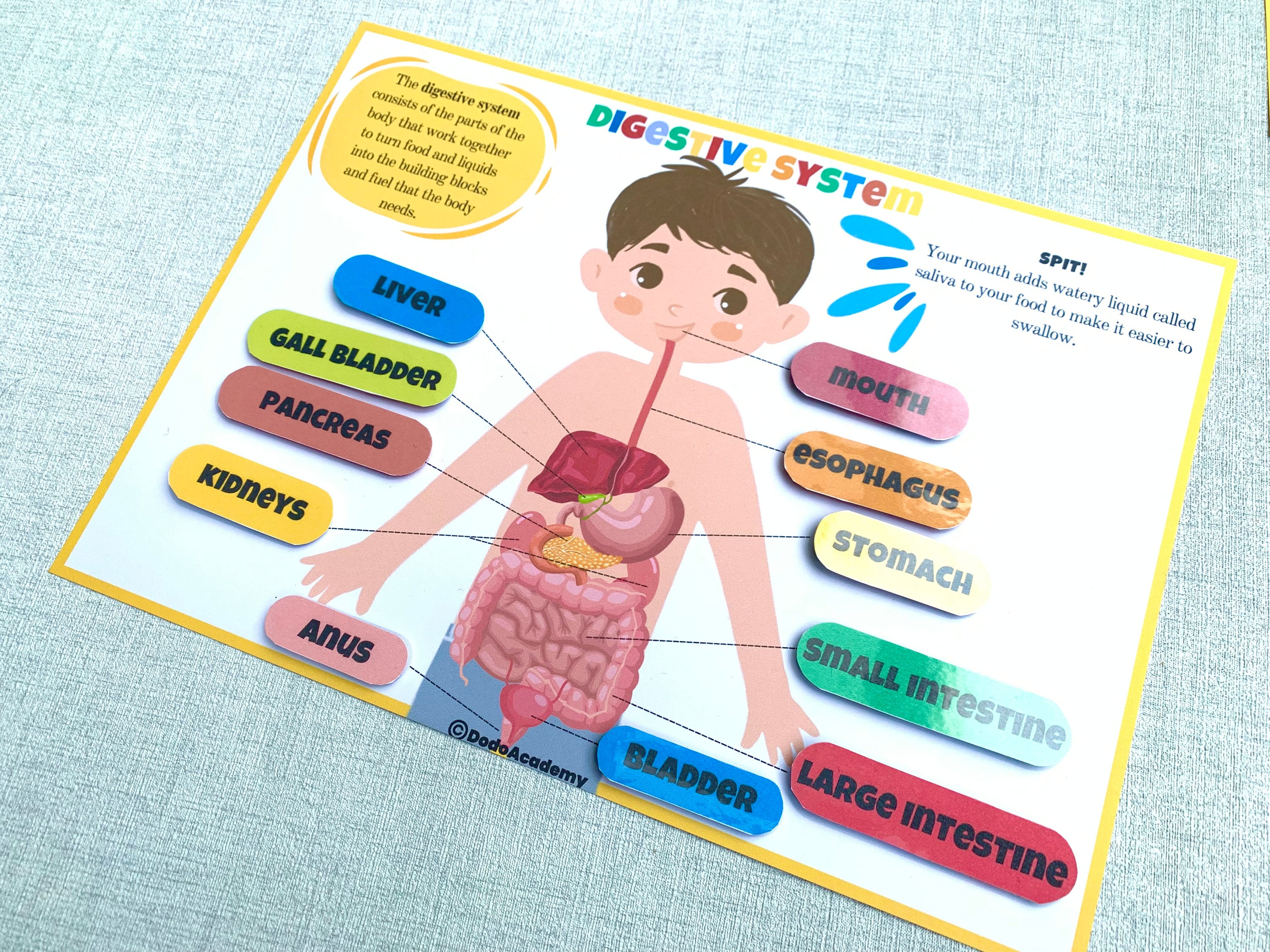 Human Digestive System Human Anatomy Busy Book Homeschool Learning ...