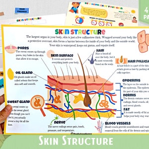 Anatomie humaine Livre occupé Structure de la peau humaine Systèmes corporels Parties du corps Matériel Montessori imprimable Activité d'apprentissage