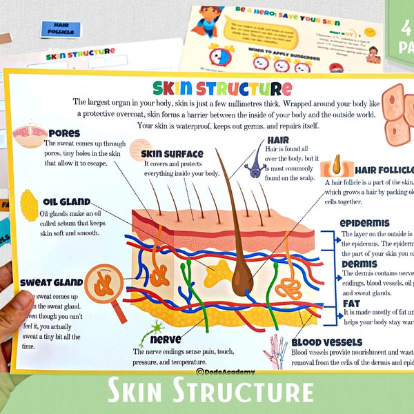 Human Anatomy Busy Book Human Skin Structure Body Systems Body Parts Printable Montessori Material Learning Activity