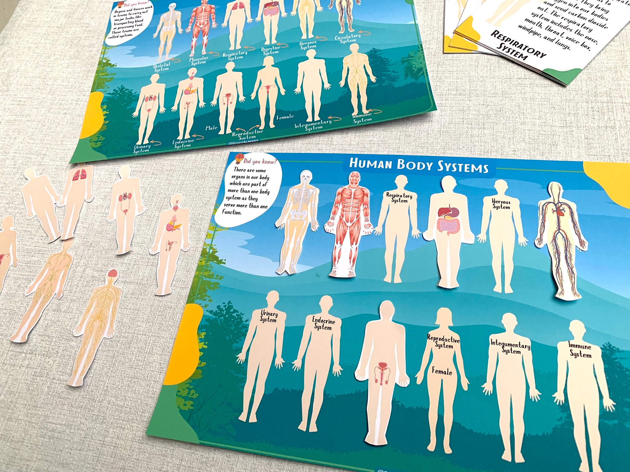 Human Anatomy Busy Book: Body Systems Montessori Printable (PDF) - Etsy