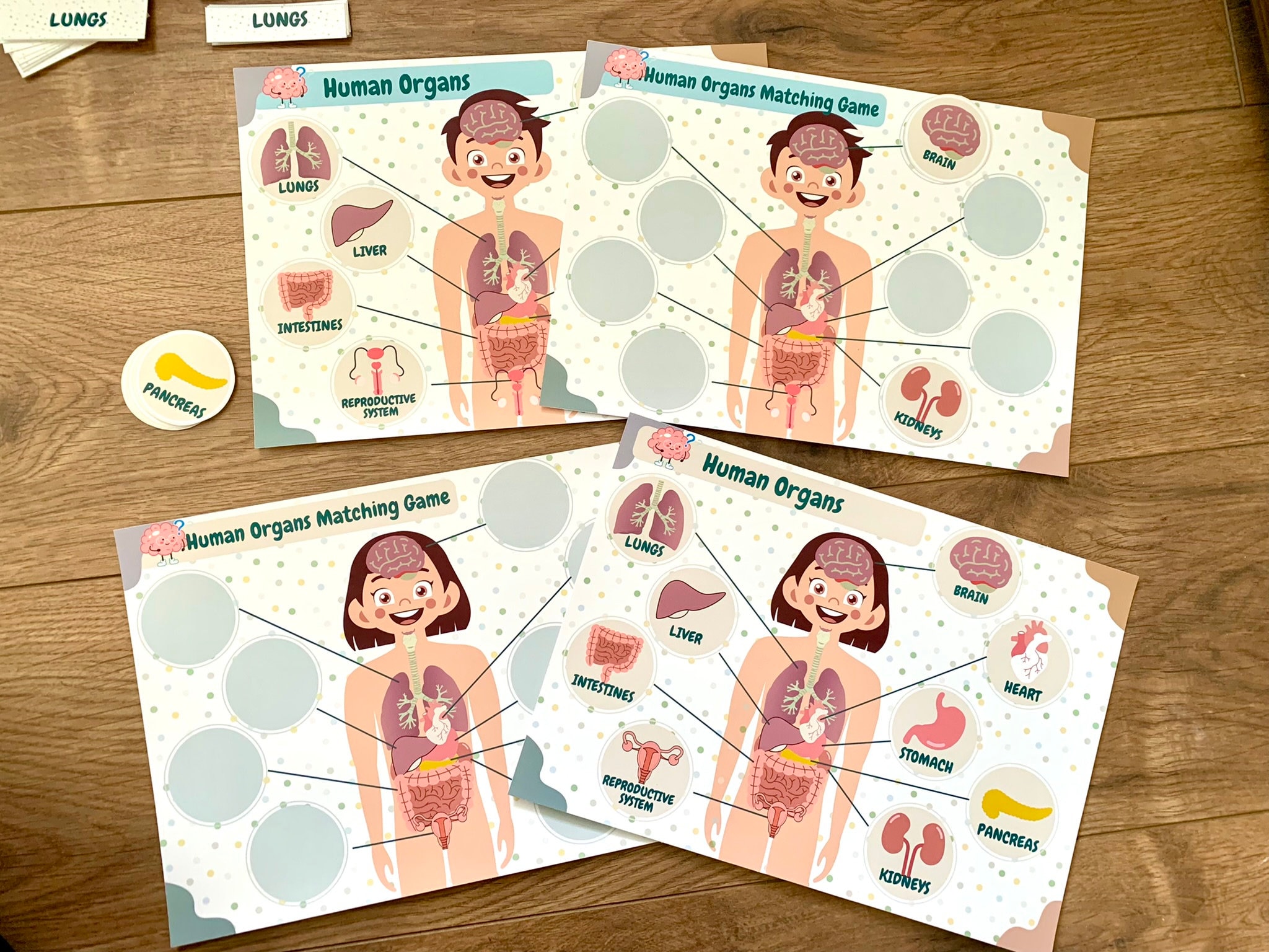 Human Organs Learning Activity: Montessori Flashcards (printable) - Etsy