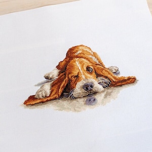 May include: A brown and white basset hound dog with long floppy ears is lying on its side with its head resting on the ground. The dog is looking at the camera with a sad expression.
