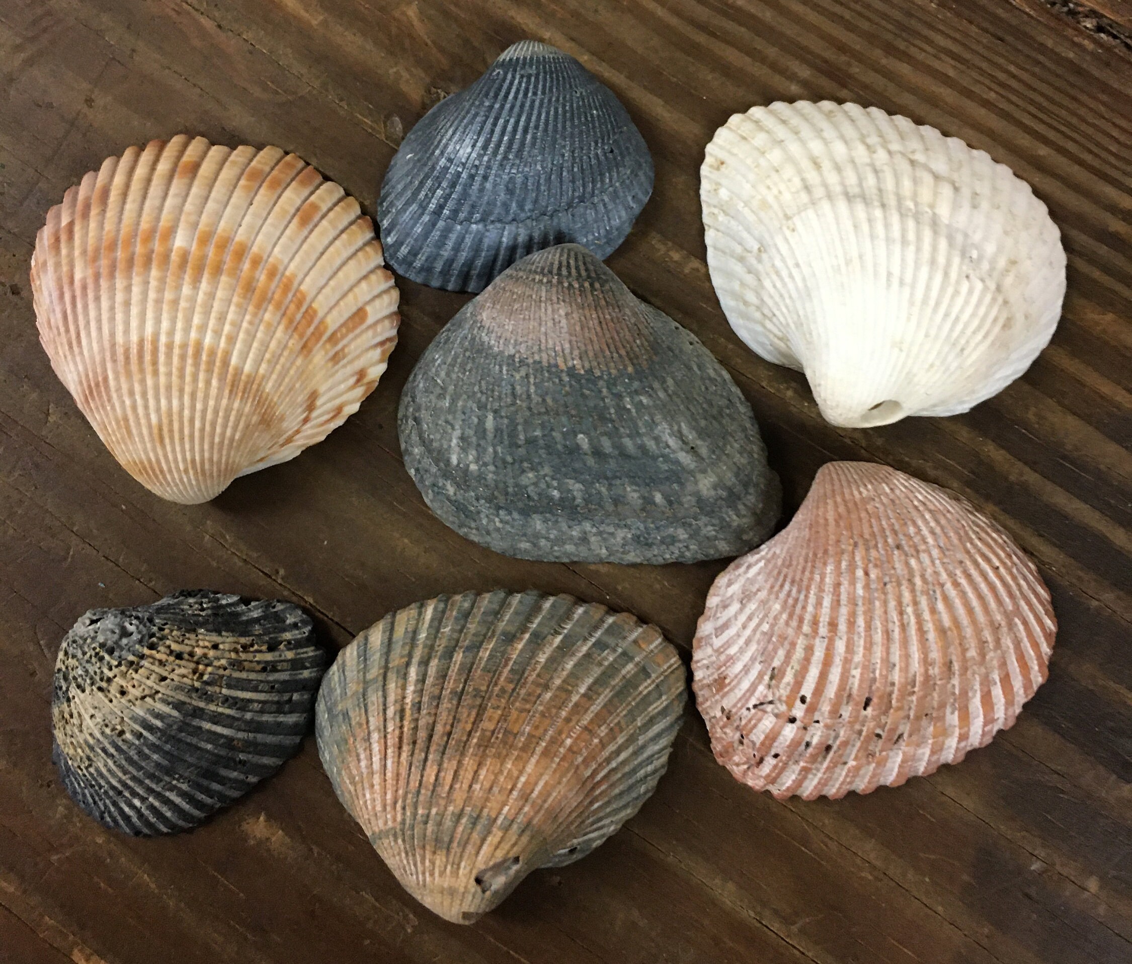 Assortment of Shells from Gulf Shores Alabama Beach Etsy