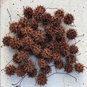 Sweetgum Balls