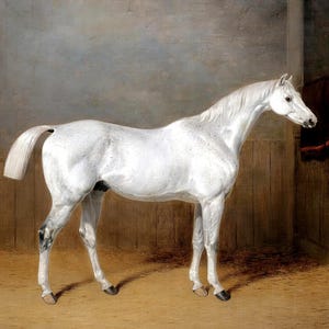 May include: A white horse stands in a stable with wooden walls and a red blanket hanging on the wall. The horse is facing to the right and has a long tail.