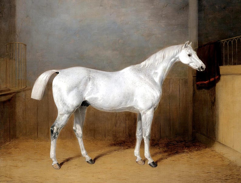 May include: A white horse stands in a stable with wooden walls and a red blanket hanging on the wall. The horse is facing to the right and has a long tail.