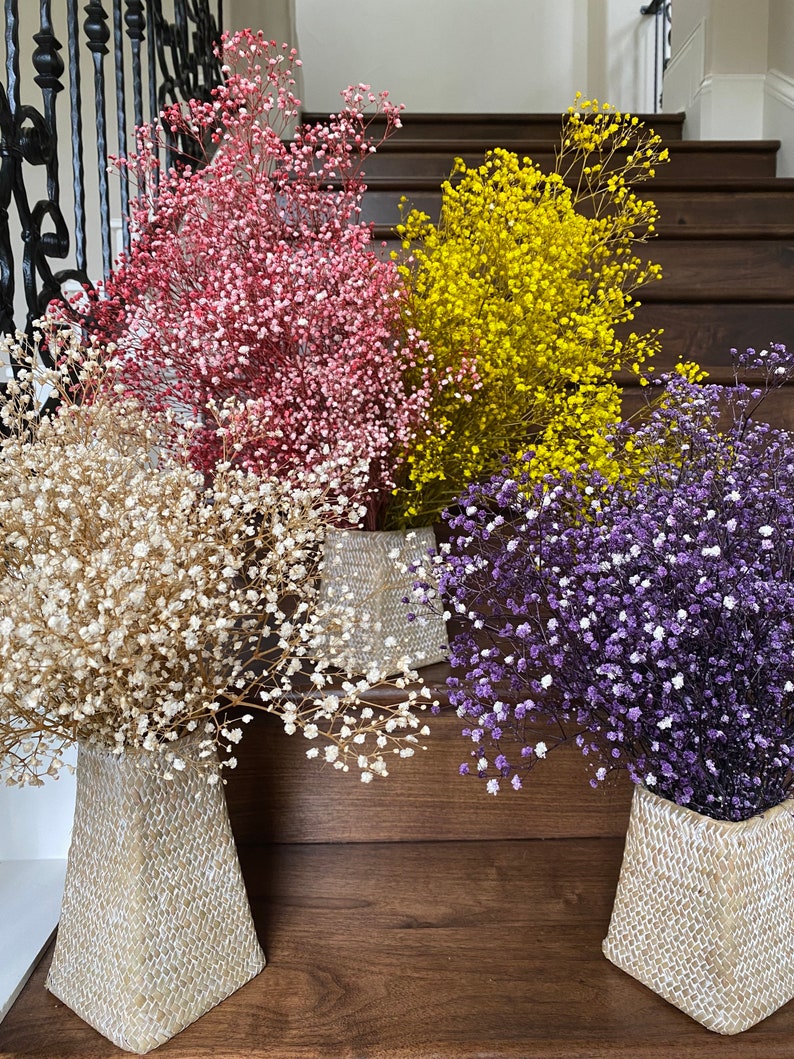 Dried Natural Babys Breath Preserved Babys Breath Bunch Etsy