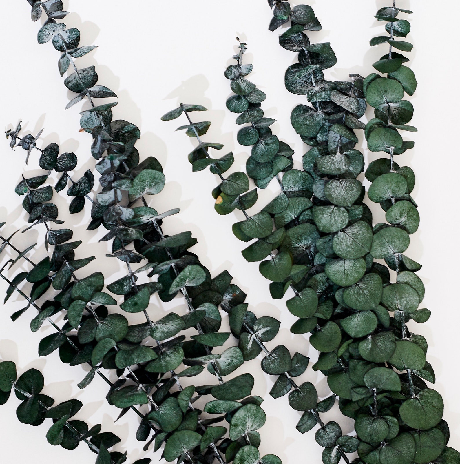 30 Dried Natural Preserved Eucalyptus Stems Bundle Dried Etsy